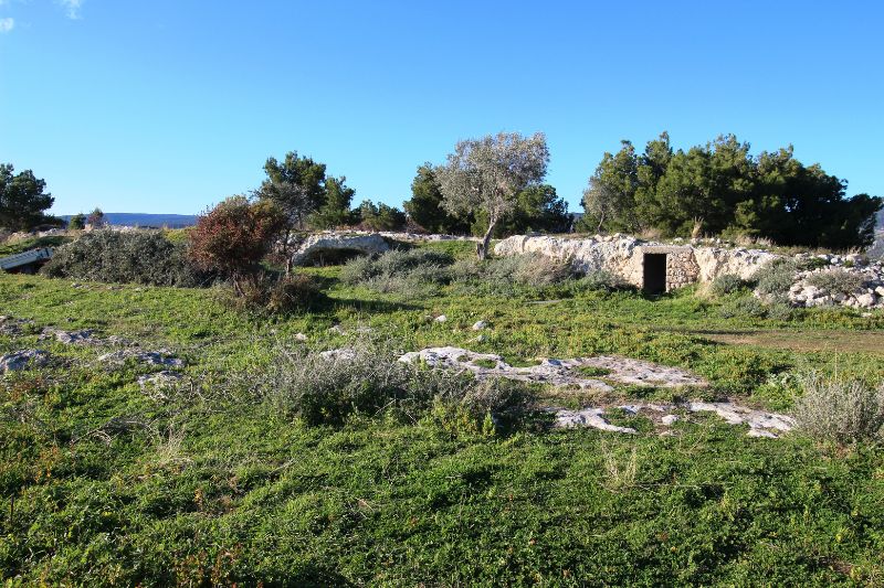 dauni