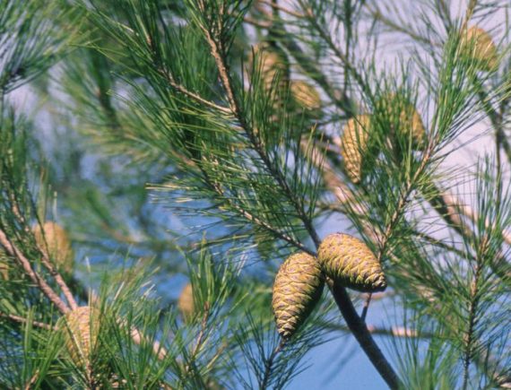 pineta marzini
