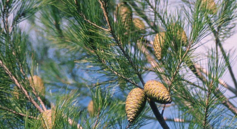 pineta marzini