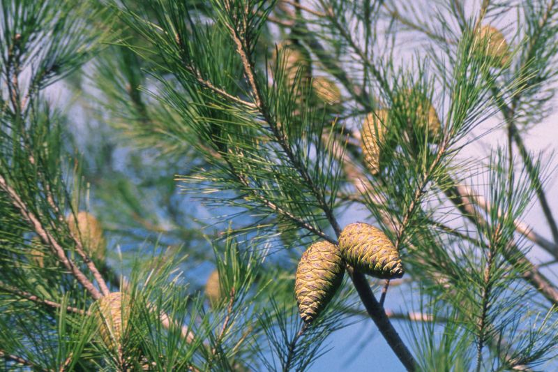 pineta marzini