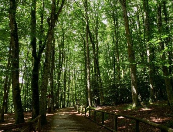 da peschici alla foresta umbra