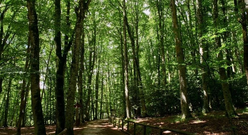 da peschici alla foresta umbra