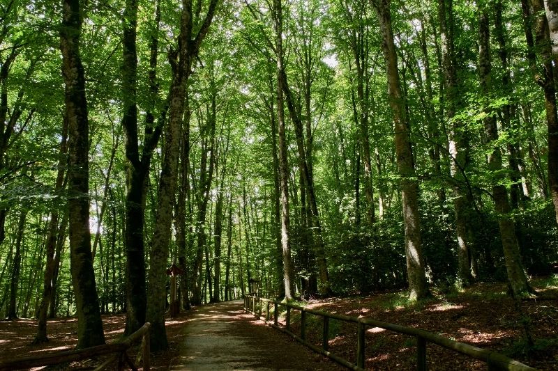 da peschici alla foresta umbra
