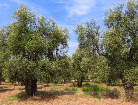 ogliarola garganica