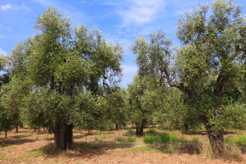 ogliarola garganica